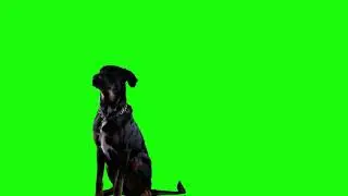 Dog Green Screen Chroma Key