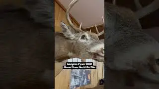 Old Maine Taxidermy Buck #hunting #taxidermy #mount #deer #whitetail