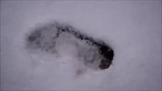 Family of Sasquatch Trackway after recent snowfall,