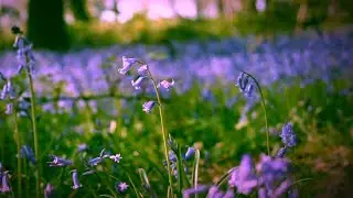Nature Sounds Relaxation - Bluebell Woodland - Birds Chirping - Forest Sounds