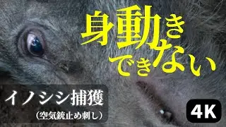 身動きできない　イノシシ捕獲！【有害鳥獣駆除】4K UHD