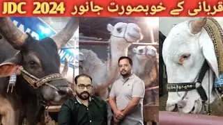 JDC cow vlog | 2024 | Qurbani | Mr Sheri