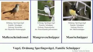 Vogel, Ordnung Sperlingsv&ouml;gel, Familie Schn&auml;pper bird Gelbfu&szlig;schn&auml;pper Passeriformes Aruschn&auml;pper