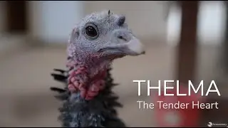 Turkey Rescued From Meat Production Finds Sanctuary