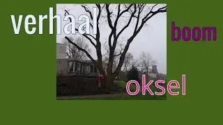 Oksel, het is voor een boom niet fijn om een plakoksel te hebben.