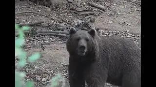 Brown Bear Attacks 59 Year Old Woman On May 21st, 2025 In Slovenia