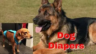 How to Make a Dog Best Diaper Yourself for Cheap! Pet Parents Washable Dog Diapers Review (2020)