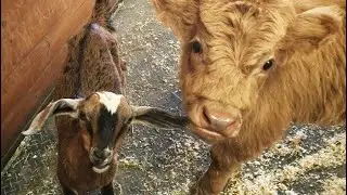 Lonely calf and goat become BFFs