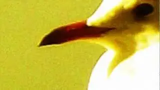 The Reunions - Gritty Ditty (beta)