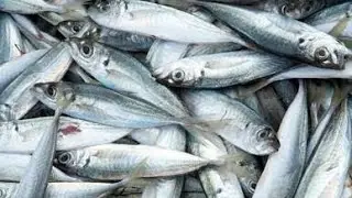 Big fishes were caught in filpine