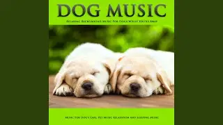 Music to Help my Dog Sleep