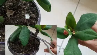 Dikenler tacı &ccedil;i&ccedil;eğinin dal vermesini arttırmak i&ccedil;in ne yapılmalı. milli &ccedil;i&ccedil;eği daldan &ccedil;oğaltımı.
