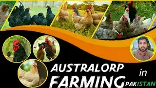 How to start Australorp hen farming in Pakistan|Australorp hen farming in Pakistan|Black hen farming
