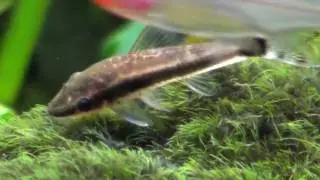 Oto catfish, dwarf suckermouth (Otocinclus Affinis), Close Up. HD