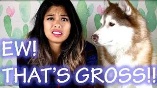 WHY DO DOGS ROLL IN POO?! | My Husky Needed a Bath