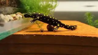 Neurergus strauchii strauchii