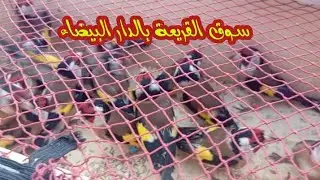 سوق القريعة الأحد 25 يناير/01/ 2026 طائر الحسون الخير موجود والاثمنة مختلفة الدارالبيضاء 