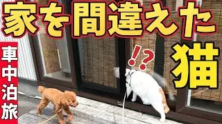 【ハプニング】初めての犬猫旅はいろんな事が起こる【北海道車中泊旅】