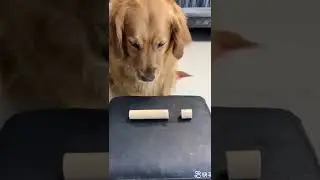Dog moment | PETS HEART - Lovely Dog