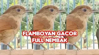 Flamboyan Gacor Jantan Nembak Panjang &lrm;@SONSIN Net