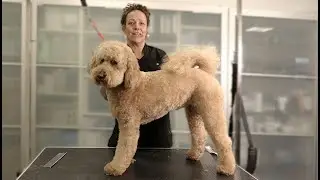 trailer labradoodle, scheren met opzetkammen