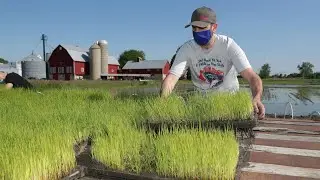Rice developed for cold, northern climates can be planted, grown, and harvested in Wisconsin.