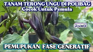 TERONG DI POLIBAG SUPAYA LEBAT : GUNAKAN PUPUK GENERATIF YANG TEPAT