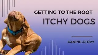 Getting to the ROOT of your itchy dog!