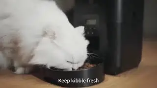 Smart Automatic Cat Feeder &ndash; USB & Battery Powered Programmable | CashyMart