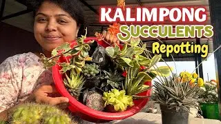 How to Repot Hill grown succulents | kalimpong Succulents | succulent soil mix 