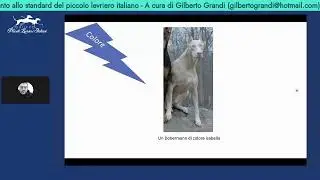 Commento allo standard del piccolo levriero italiano