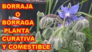 BORRAJA O BORRAGA, PLANTA CURATIVA Y COMESTIBLE 🌸🌸🌸 108 VIDEOLUNES