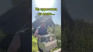 Бройлеры: из курятника на волю. Moving chickens #fyp #animals #farming