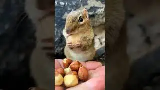 #cute #cuteanimals #fup#foryou