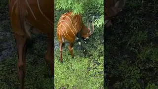 Endangered Mountain Bongo #endangeredspecies #shorts #bongo #animals