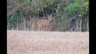 Roe Deer Observation near Fontainebleau