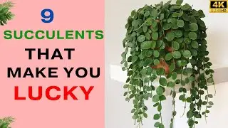 8 Succulents that Make You Lucky | Good Luck Succulents