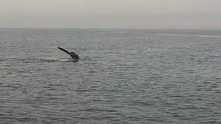 British Columbia Humpback Whales tail flip