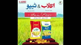 inqlab & Tipu  Hybrid Rice Seed F.1 I Rice Seed I Pakistan No.1 Seed I V-GRO Group Pakistan#farmers