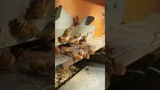 Bees going for work  #honeybees #nature #work #beautiful #pakistan #beekeeper