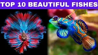 Top 10 Most Beautiful Fishes In The World | 10 Beautiful Fishes In The World | 10 Beautiful Fishes