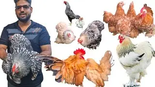 100 plus ➕️ 😍 fancy chicken 🐔 #birds #exotichen #farming 