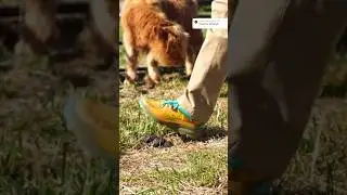 Best Shoes for Lawn Work - Summary