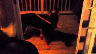 Dog Has Trouble Getting Stick Through Door