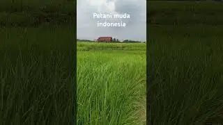 #petani #sawah #petanimudakeren #tampomas #sumedangupdate
