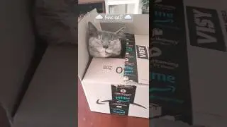 calming cat sleeping in Amazon box ☁️💫