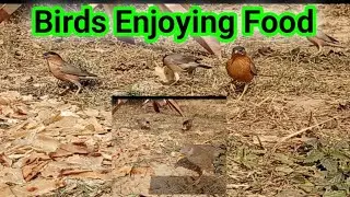 Birds Eating Food 