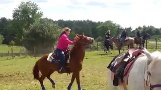 dancing pallbearers horse