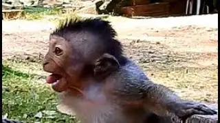 Cry ! Cry ! Baby Timo cry loudly when see Marcus come| Who make Timo cry like this.