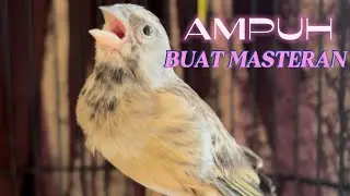 BLACKTHROAT GACOR AMPUH BUAT MASTERAN